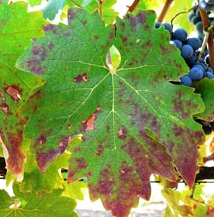 Недостаток фосфора у винограда