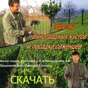 Обрезка винорада - Хасамутдинов