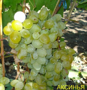 Виноград Аксинья