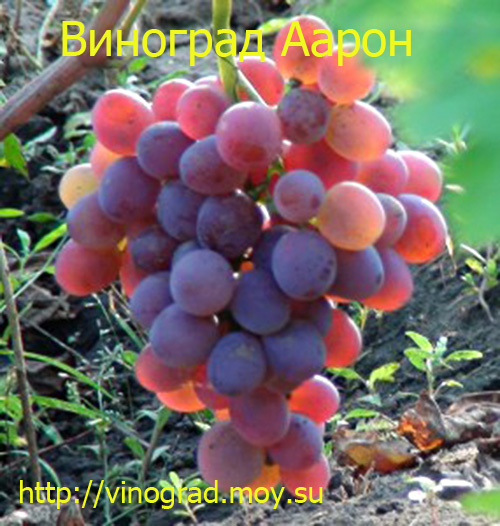 Виноград Аарон