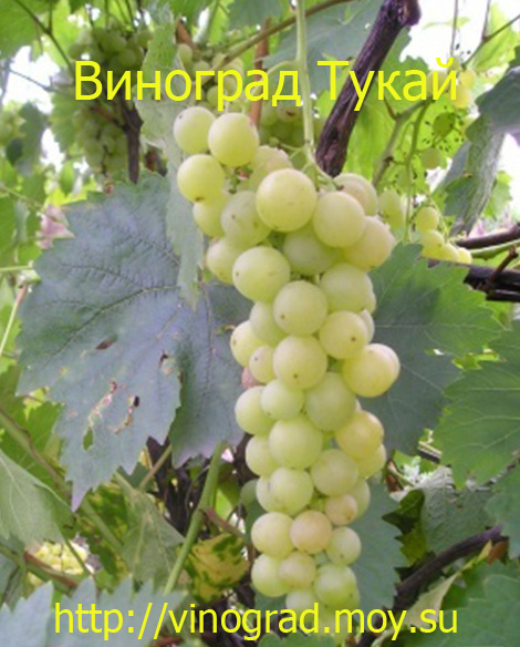 Виноград Тукай
