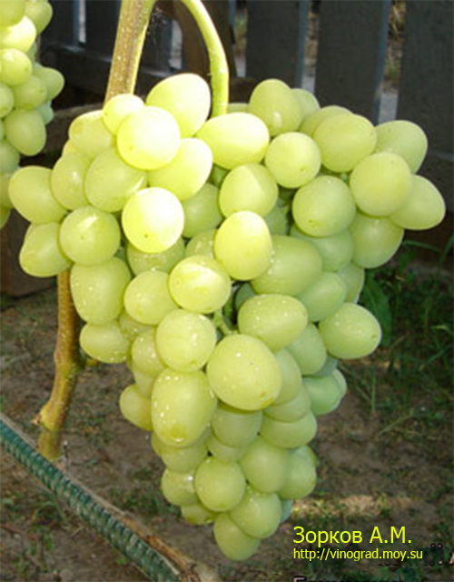 Виноград Лора